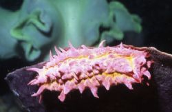 Some sort of Pink Worm. Anyone know the real name? by David Spiel 